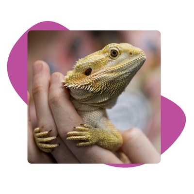 Bearded dragon