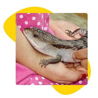 Blue tongue lizard held