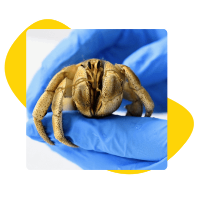 Caring for australian land hermit crabs