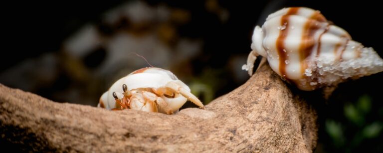 Land hermit crab
