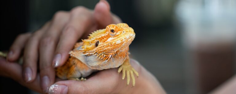 Salmonella and reptiles