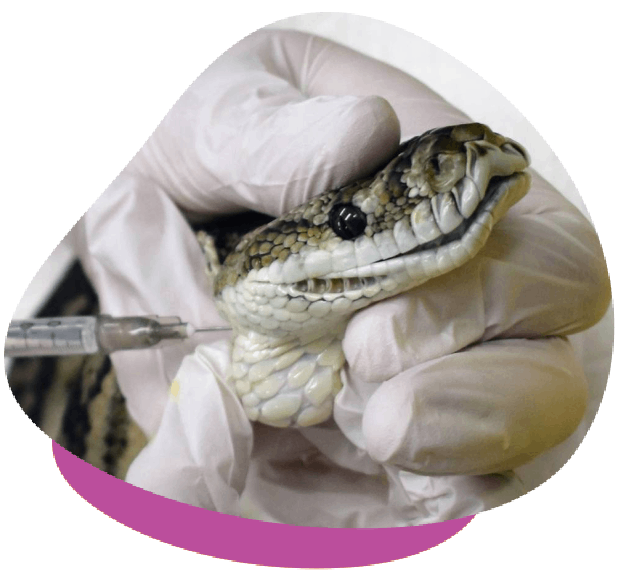 Snake veterinary care