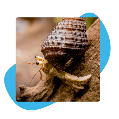 spare shell selection