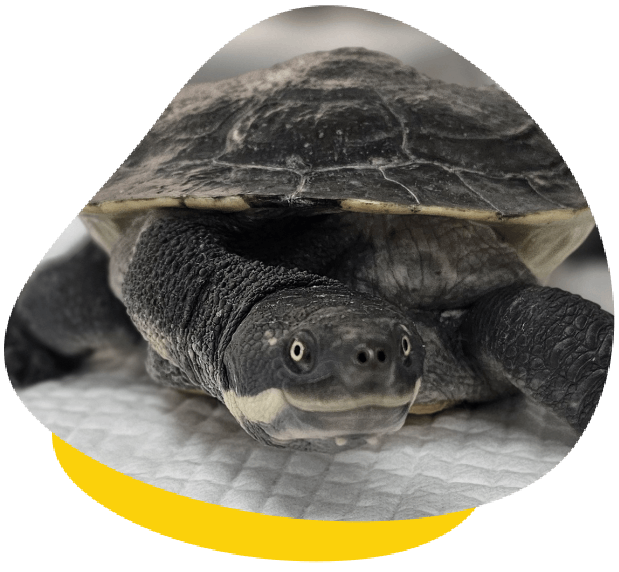 Our turtle services Our turtle services