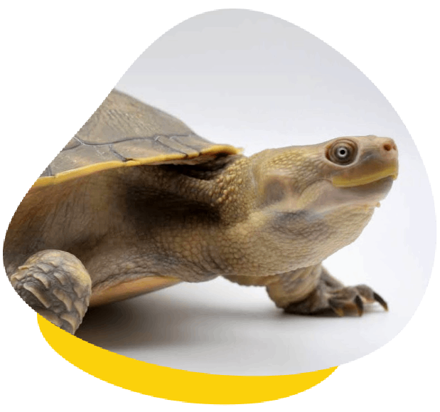 Turtle paddle start package