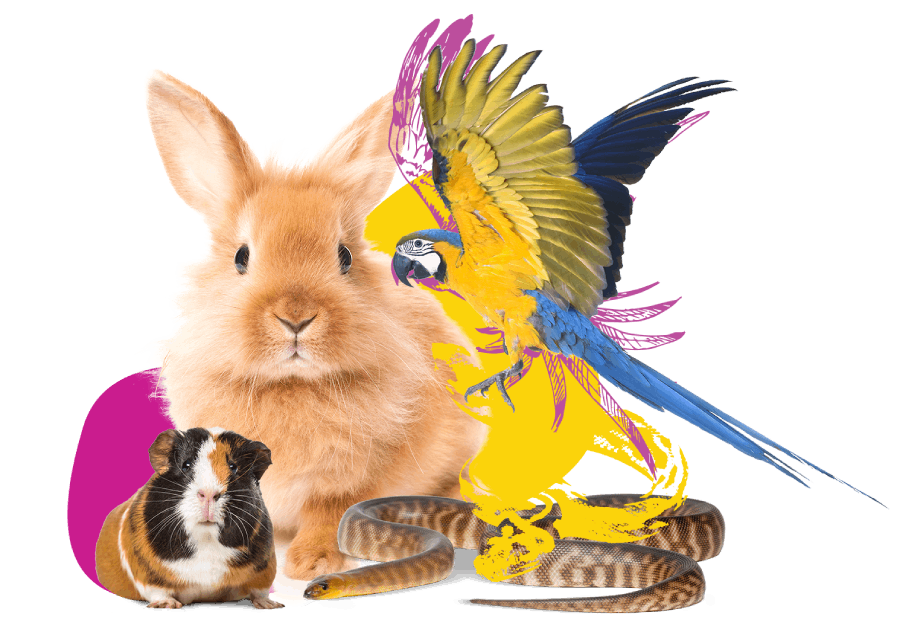 Bird and Exotic Animals