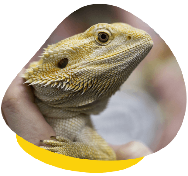 Bearded dragon