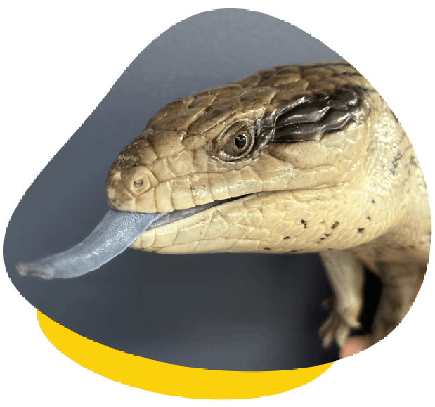 Blue tongued lizard