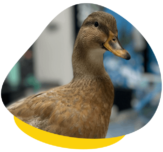 Brown duck standing upright and looking alert with a soft background