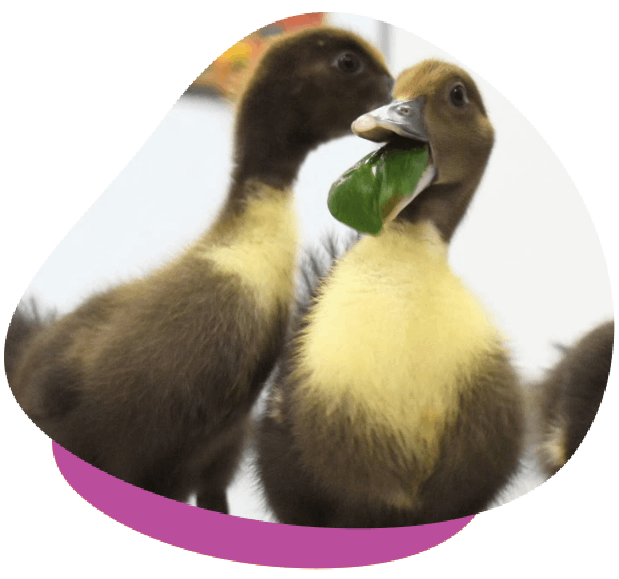 Two ducklings, one holding a green leaf in its beak