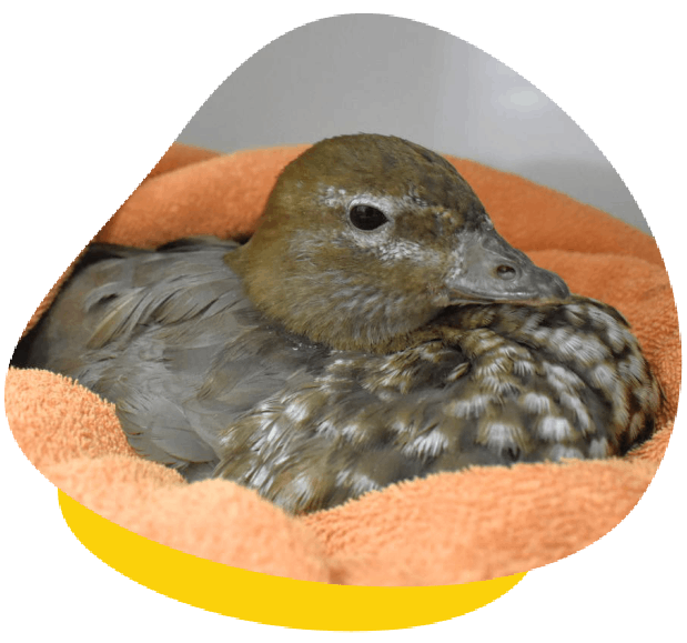 Brown duck resting comfortably while wrapped in a soft orange blanket