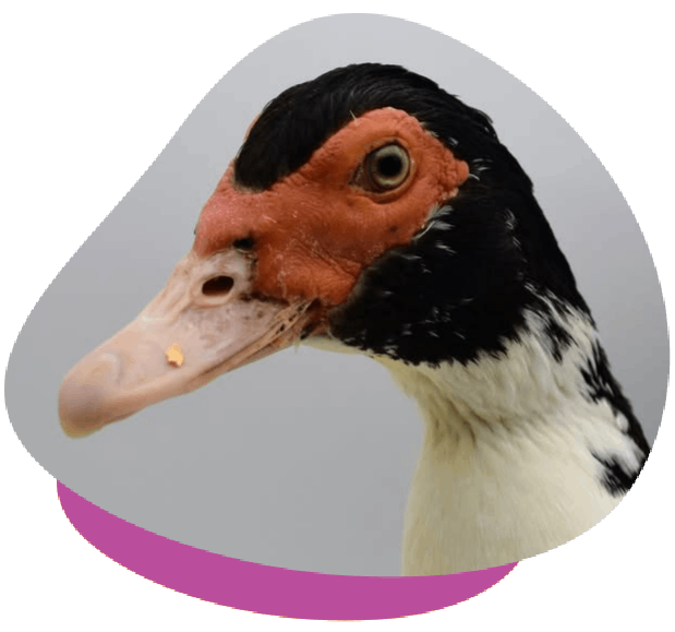 Close-up of a Muscovy duck with black and white feathers and red facial caruncles