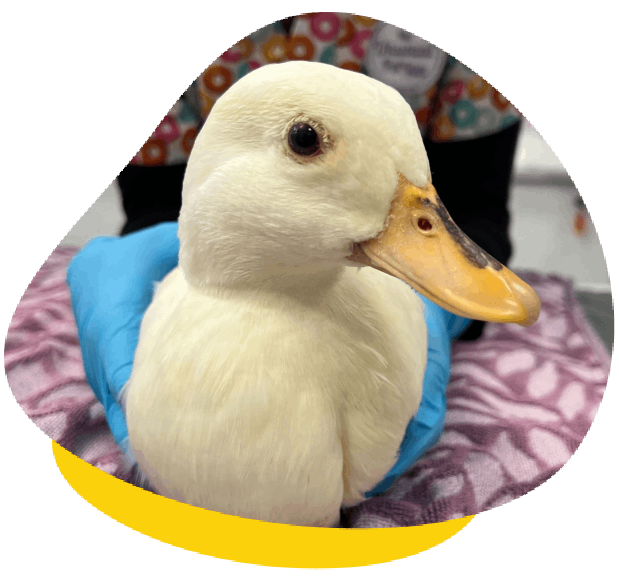 White duck sitting calmly while being gently held by a caretaker wearing blue gloves