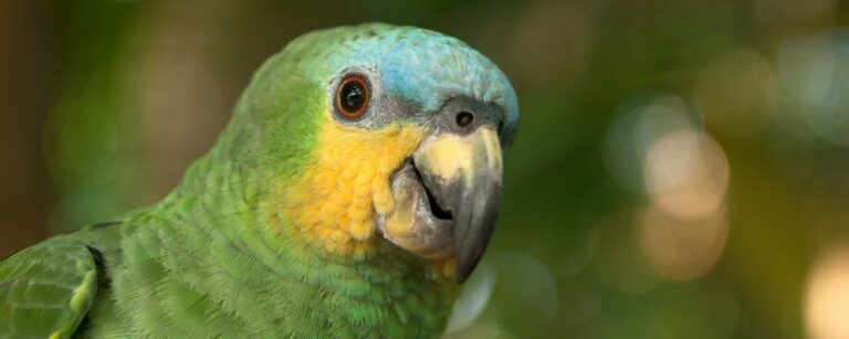Amazon Parrot