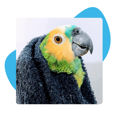 Amazon parrot with blue and yellow face wrapped in a dark towel