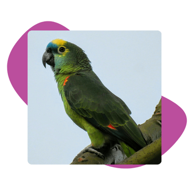 Amazon parrot perched on a tree branch outdoors with green plumage and yellow head Amazon parrot perched on a tree branch outdoors with green plumage and yellow head