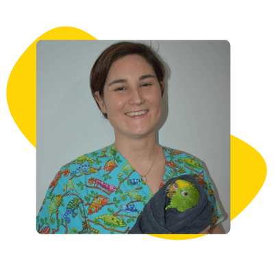 Amazon parrot wrapped in a towel being gently held during veterinary care Amazon parrot wrapped in a towel being gently held during veterinary care